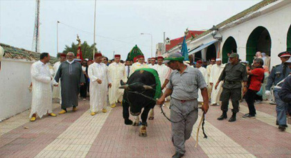 يحدث في 2017 بالمغرب.. تقديم ثور قربانا لضريح بحضور العامل ومنتخبين ورجال السلطة