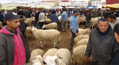 أثمنة أضحية العيد بالدريوش تعرف ارتفاعا جنونيا