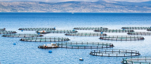 شركة تخطط لبناء أكبر مزرعة للأسماك في المغرب