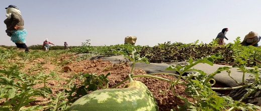 الفلاحون المغاربة يتوجهون إلى موريتانيا لإنتاج البطيخ الأحمر بسبب ما وصفوه بـ "التضييق الحكومي"