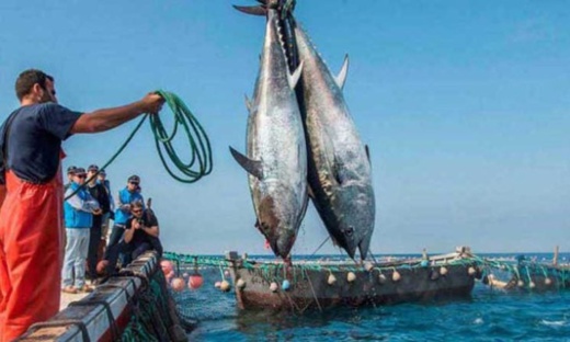 الداخلية الإسبانية تؤكد تجديد بروتوكول الصيد مع المغرب في القريب العاجل