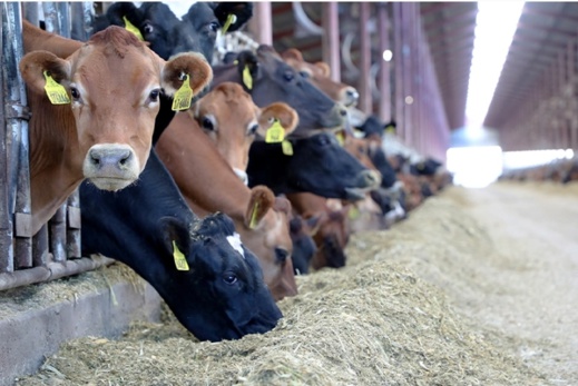 منع استيراد الأبقار بسبب وباء وتوجس من ارتفاع جديد للأسعار