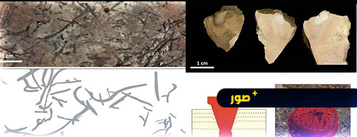 لأول مرة في تاريخ البشرية.. اكتشاف آثار كائنات متعددة الخلايا بالمغرب تعود إلى نصف مليار سنة