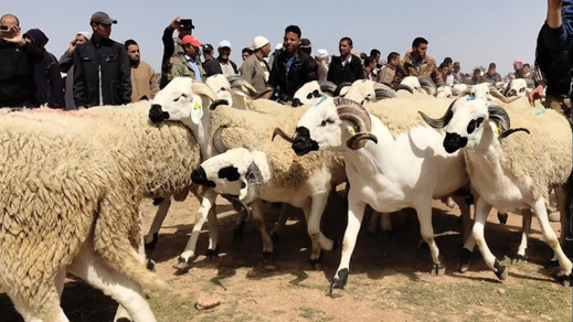 عصابة سرقة المواشي تعود إلى الواجهة.. وهذه طريقتها للاحتيال على الرعاة