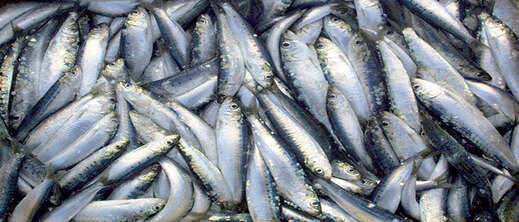 سماسرة السمك في أركمان يرفعون الأسعار إلى مستويات قياسية
