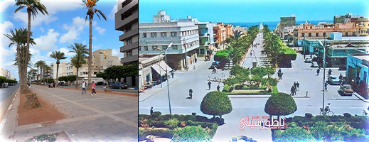 مدينة مغربية تمنع زراعة النخيل.. هل تقتدي بها الناظور وتشرع في زراعة الأشجار؟