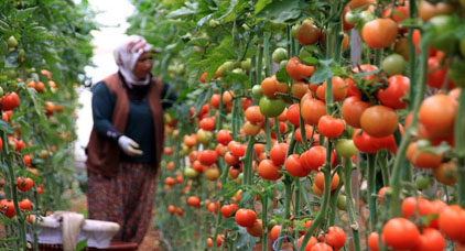 جمعيات إسبانية تضغط لتقليص صادرات الفواكه والخضروات المغربية