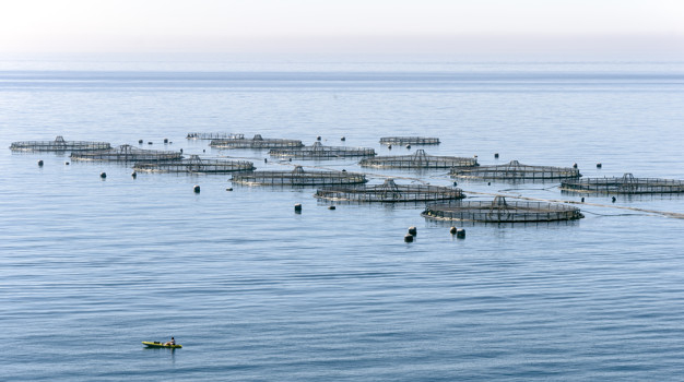 إسبانيا تقر بعدم وجود أي جريمة في إقامة المغرب لمزرعة أسماك بالقرب من الجزر الجعفرية