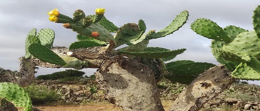 عودة نبات الصبار إلى الحياة في المغرب بعد آفة الحشرة القرمزية