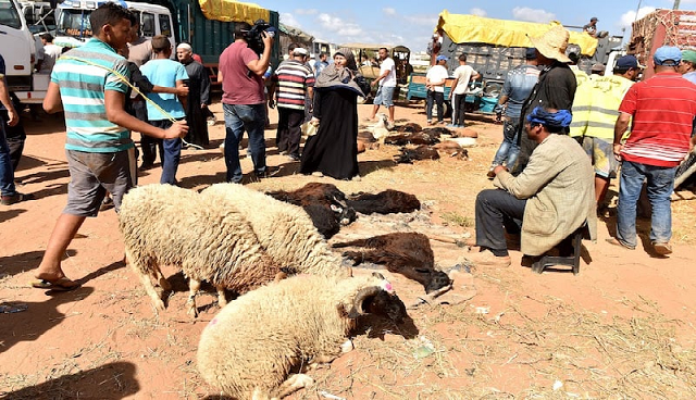 الحكومة: إتخذنا كل التدابير لضمان مرور عيد الأضحى في ظروف جيدة بالمغرب