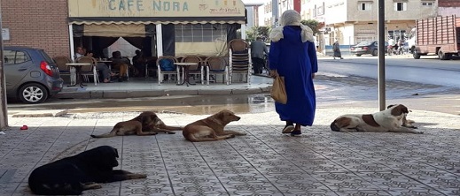 حكم قضائي بفرض غرامة على جماعة لصالح مواطن تعرض لهجوم كلاب ضالة