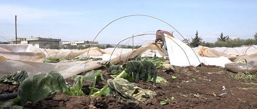 العاصفة الرملية التي ضربت المغرب دمرت الضيعات الفلاحية