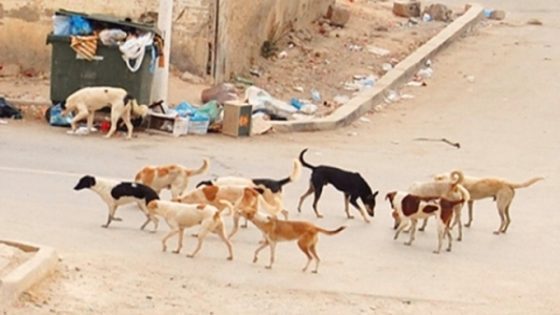 12 مليار لمكافحة ظاهرة الكلاب والقطط الضالة في شوارع المغرب