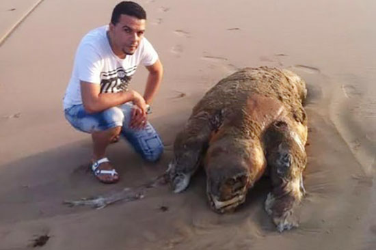 كائن بحري يثير فضول عدد من مرتادي الشاطئ بسبب شكله الغريب  