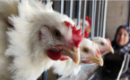 بعد "خليه يريب".. نشطاء يقودون حملة "خليها تقاقي" ضد غلاء أسعار الدجاج